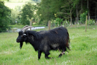 Black Scottish Cashmere Buck